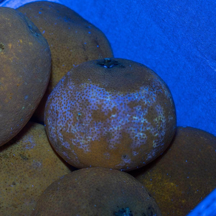 Several oranges under the Weltool M4-365 UV flashlight glow uniquely, with one showing noticeable speckling on the peel.